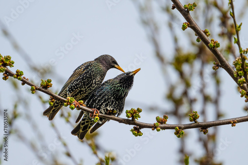 A pair of Starlings, Sturnus vulgaris photo