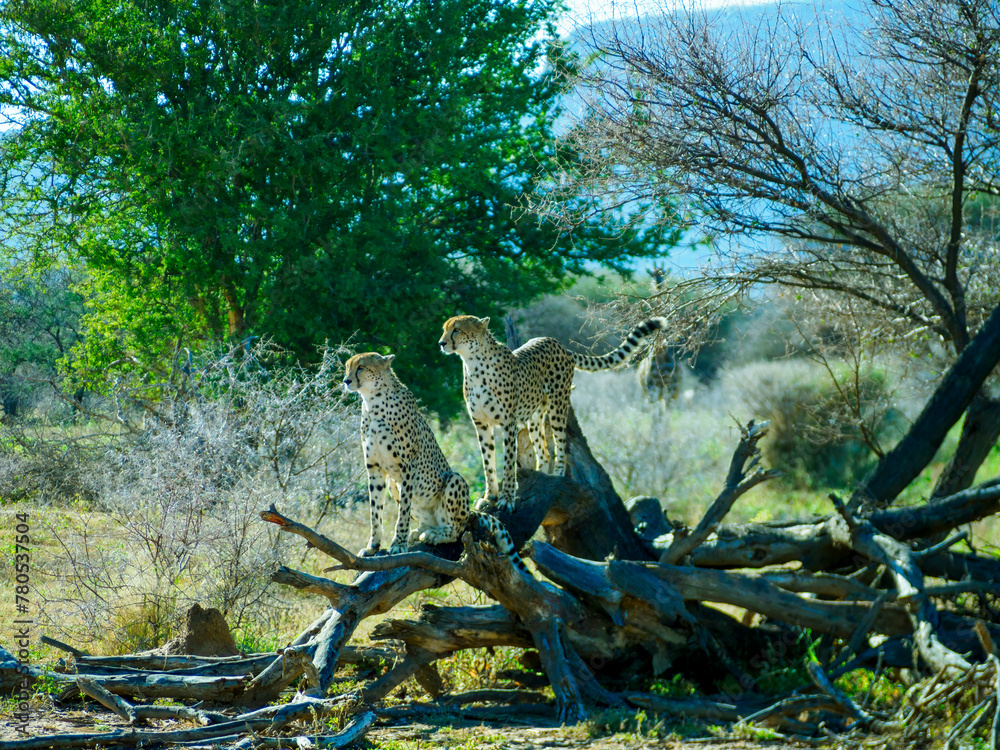 some cheetah standing on a pile of logs and other things