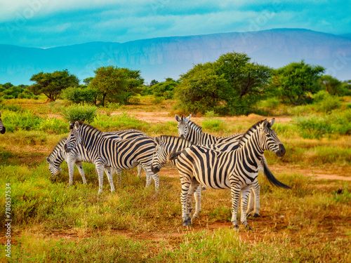 zebras standing together in a field with a dirt road in the background