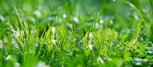 Green grass with drops dew close up, abstract natural background. Beautiful meadow grass. artistic image of purity freshness nature. ecology, save earth concept. banner