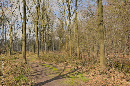 Path through Drongengoed forest on a sunny spring day, Eeklo, flanders, Belgium  photo