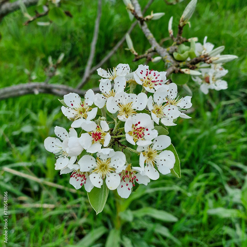 Blossoming twig of Pear tree (Pyrus communis)