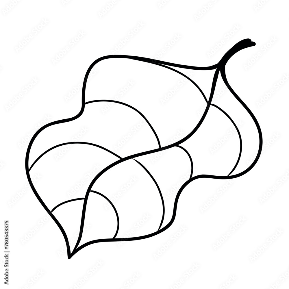 Cocoa tree leaf, black line on white background Cocoa tree leaf, black line on white background