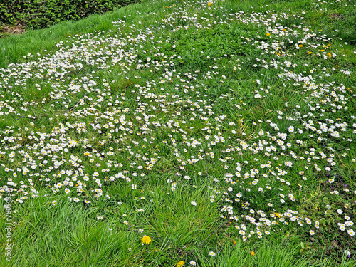 Flowery meadow filled with many Daisies (Bellis perennis)
