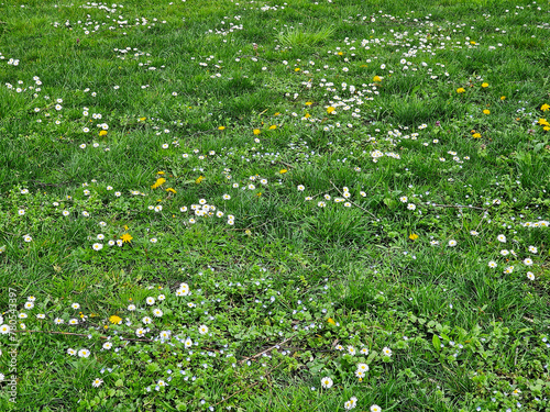 Flowery meadow filled with many Daisies (Bellis perennis); Dandalions (Taraxacum sp.) and Field speedwell (Veronica persica)