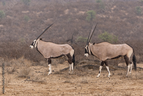 Oryx, African oryx, or gemsbok (Oryx gazella) searching for water and food in the dry red dunes of the Kgalagadi Transfrontier Park in South Africa photo