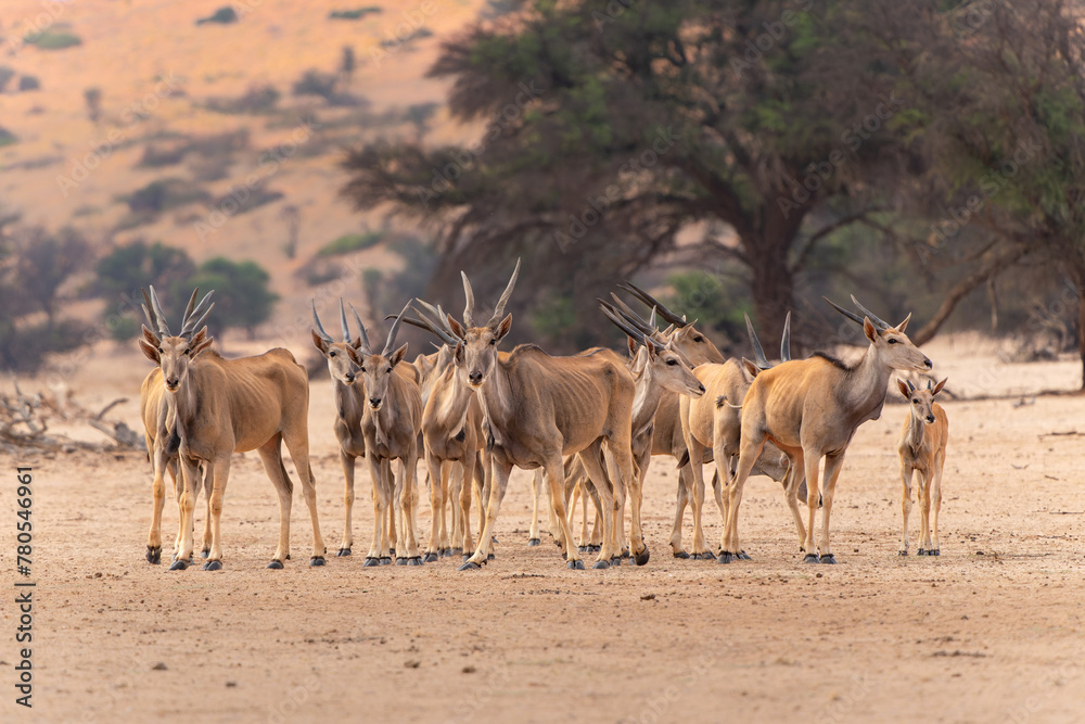 The common eland, also known as the southern eland or eland antelope (Taurotragus oryx) walking to a waterhole in the Kgalagadi Transfrontier Park in South Africa. The common eland, also known as the southern eland or eland antelope (Taurotragus oryx) walking to a waterhole in the Kgalagadi Transfrontier Park in South Africa.