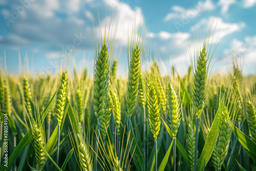 Vibrant Green Wheat Field Under Blue Sky