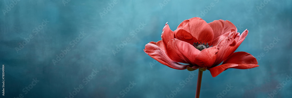 Vibrant Red Poppy Flower on a Cool Blue Background Vibrant Red Poppy Flower on a Cool Blue Background