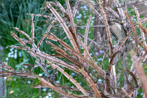 枝に翼がついたニシキギの新葉