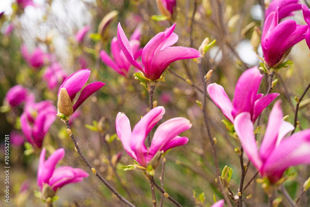 Pink magnolia bush in Prague spring Pink magnolia bush in Prague spring
