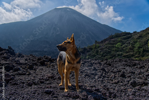 Dog in front of a volcano photo