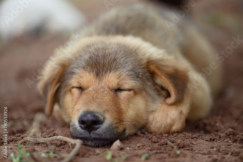 Brown puppy sleeping on the ground in summer season, Thailand