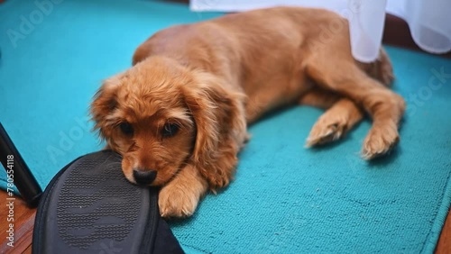 Naughty purebred puppy playing with a slipper, picking at shoes at home photo