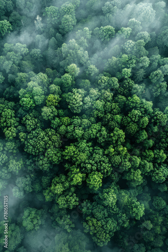 Misty Forest Aerial View  Lush Canopy  Morning Haze  and Nature s Majesty