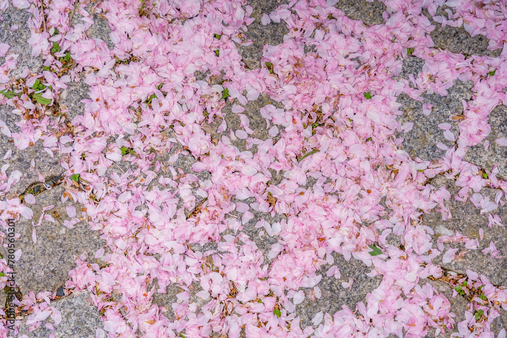 Fallen petals from a sakura tree