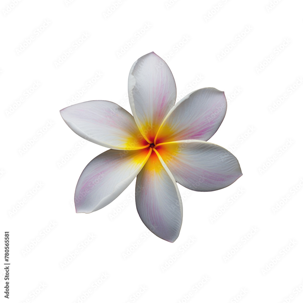 Frangipani blossom white petals, yellow center, on a transparent background Frangipani blossom white petals, yellow center, on a transparent background