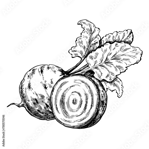 Beetroot composition vintage vector sketch illustration