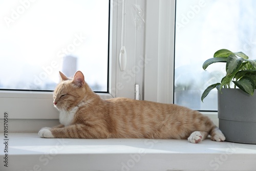 Cute ginger cat lying on windowsill at home