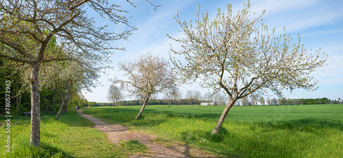 spring landscape with blooming apple trees beside green fields