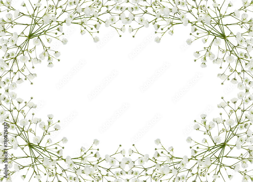 Gypsophila flowers in a floral frame isolated on white or transparent background - obrazy, fototapety, plakaty 