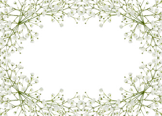 Gypsophila flowers in a floral frame isolated on white or transparent background