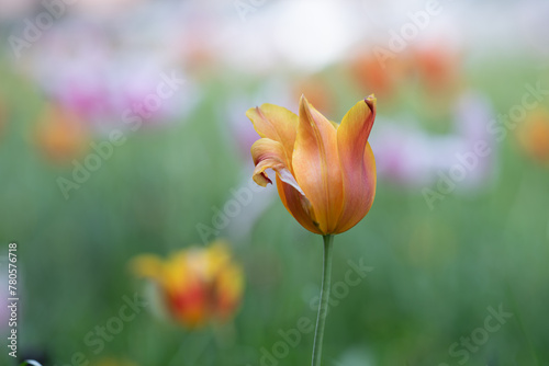 red and yellow tulips in the garten