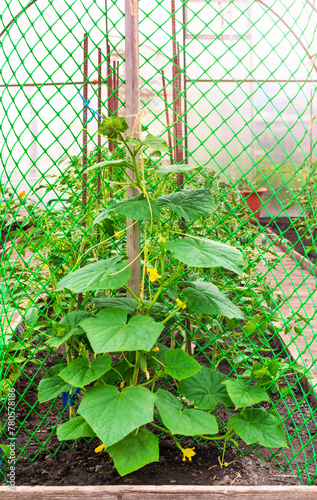 Growing cucumbers and tomatoes in a greenhouse. Recently planted seedlings. Flowering plant and small fruits on it.
