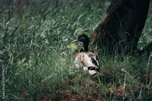 duck on the grass