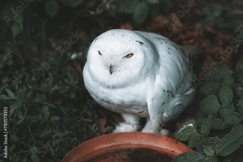 white barn owl on a branch, Poland