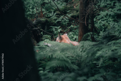 Wild lynx in the forest, Poland