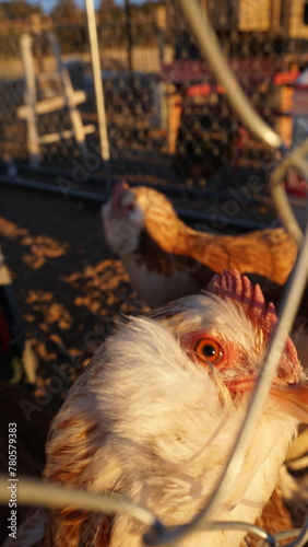 Hens on a Homestead in Walsenburg Colorado photo