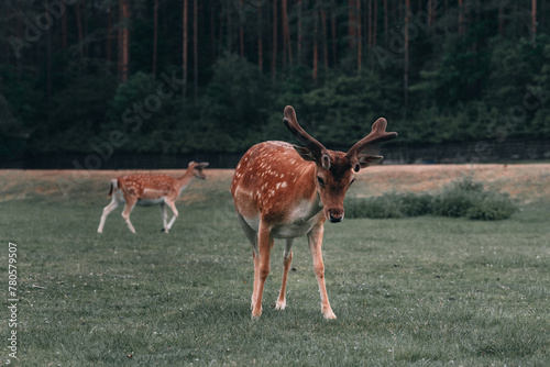Group of deer in the forest, Poland, Kadzidlowo