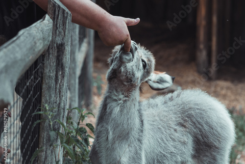 A boy feeding a baby deer with his finger  in the wildlife park, Poland, Kadzidlowo