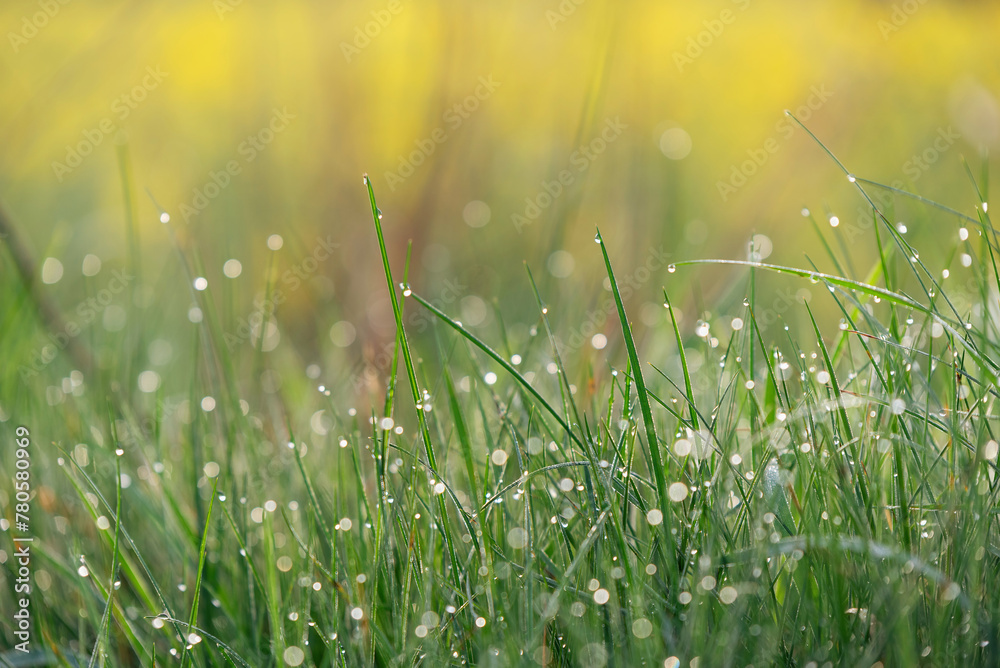 Fototapeta premium Trawa w rosie na łące wiosną