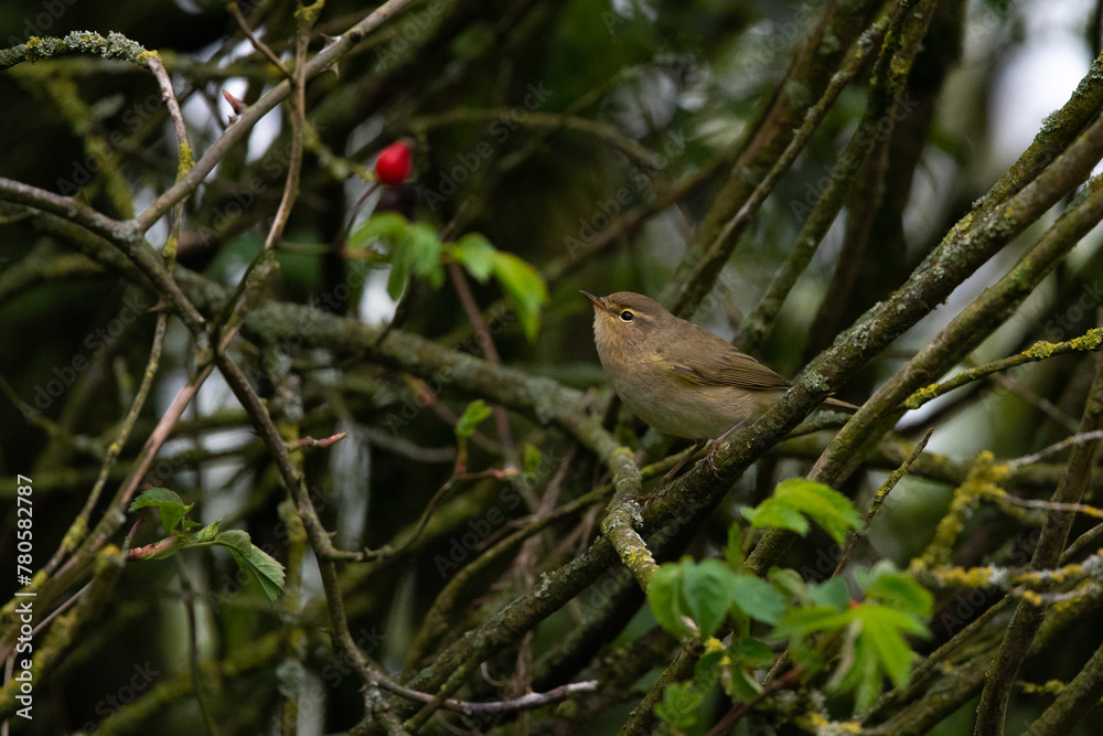 pouillot véloce, phylloscopus collybita pouillot véloce, phylloscopus collybita