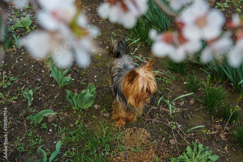 yorkshire terrier in the grass