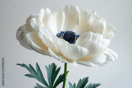 A rare flower captured against a white backdrop © Veniamin Kraskov