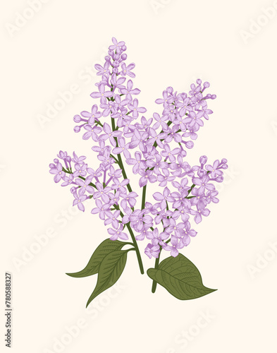Lilac. Spring bouquet with lilacs. Vector botanical illustration. Linear art style.
