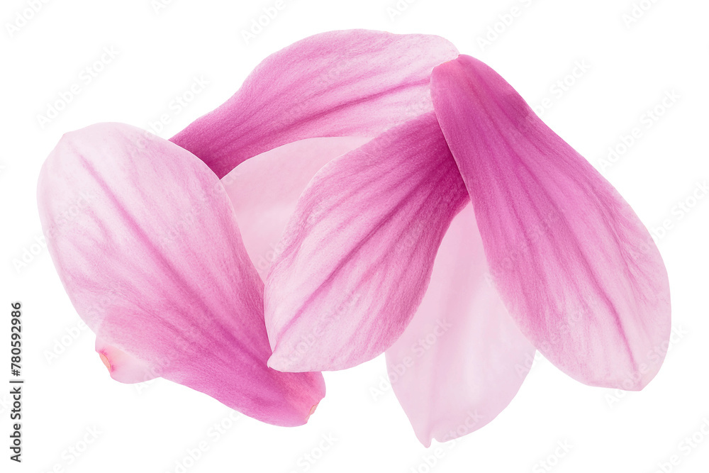 Pink magnolia flower petal isolated on white background with full depth of field. Top view. Flat lay