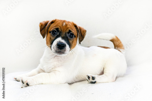 small Jack Russell puppy lies on a light sofa. husbandry and raising of pets
