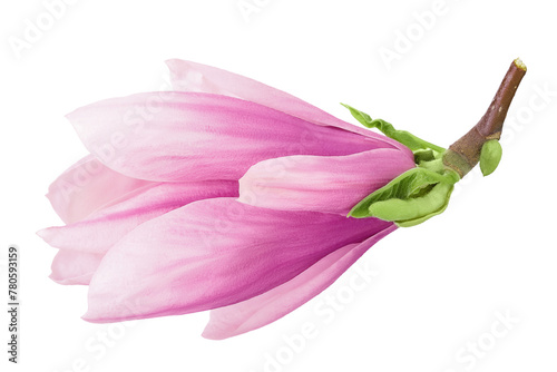 Pink magnolia flower isolated on white background with full depth of field. Top view. Flat lay