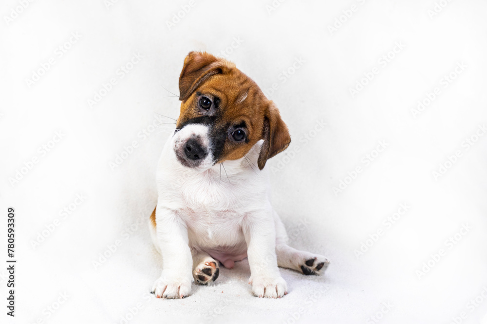 cute male jack russell terrier puppy sitting on a light background. Care and raising of pets cute male jack russell terrier puppy sitting on a light background. Care and raising of pets