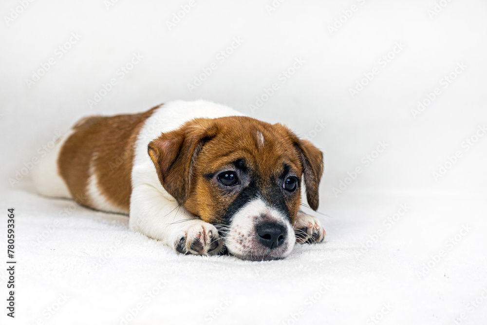 small Jack Russell puppy lies on a light sofa, falling asleep. care and raising of pets