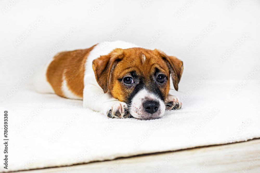 small Jack Russell puppy lies on a light rug, falling asleep. care and raising of pets