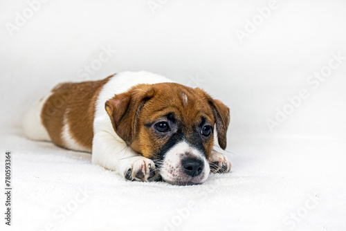 small Jack Russell puppy lies on a light sofa, falling asleep. care and raising of pets