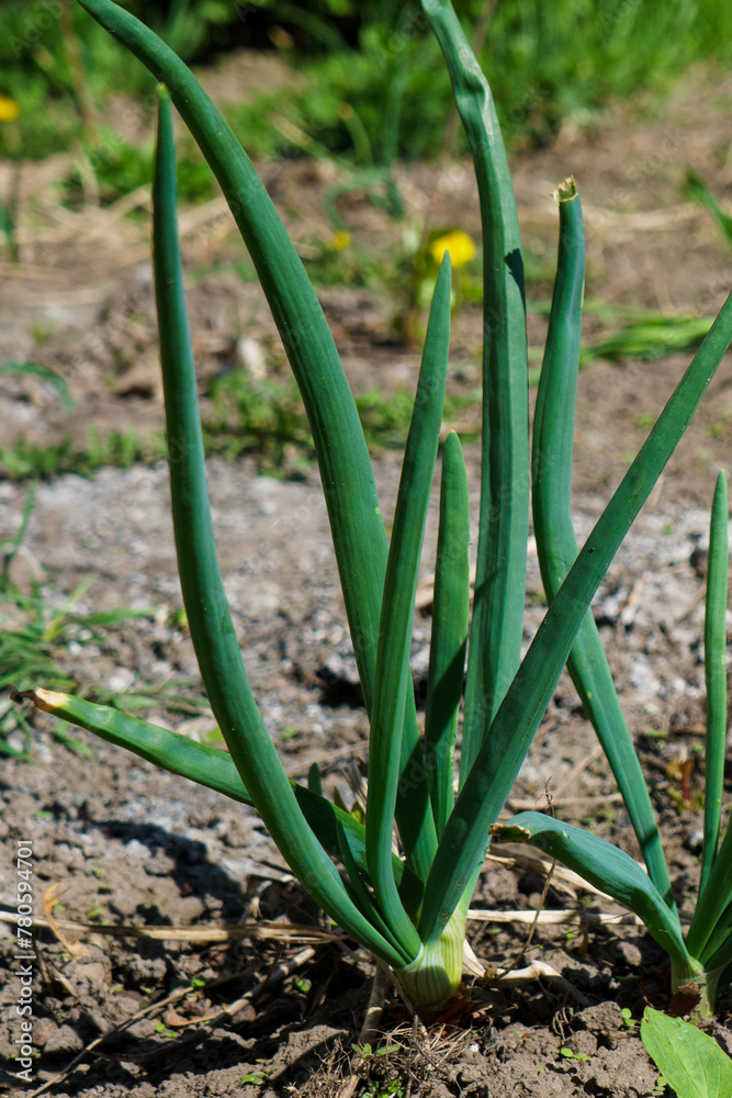 Obraz premium onions on the ground