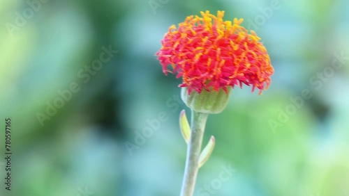 Senecio coccineiflorus is a synonym of Kleinia grantii. Senecio coccineiflorus belongs to the genus Senecio. photo