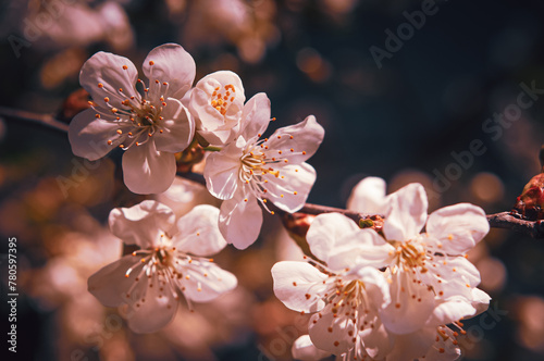Flowers of the apricot, cherry or apple blossoms on a spring day. Beautiful floral spring abstract background of nature. Macro shot. For holiday cards with copy space.