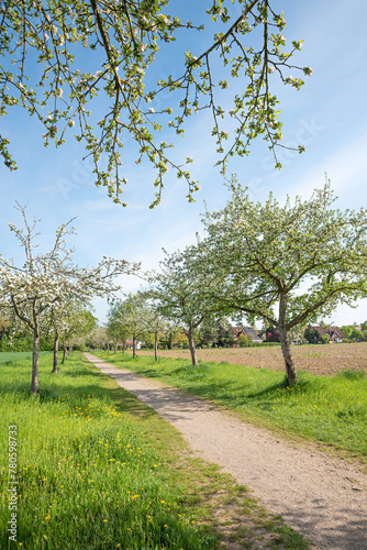 alley with blooming apple trees at springtime and branches above